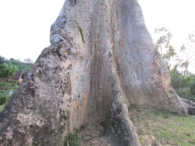 Thân cây rất to với đường kính hơn 2,5m...