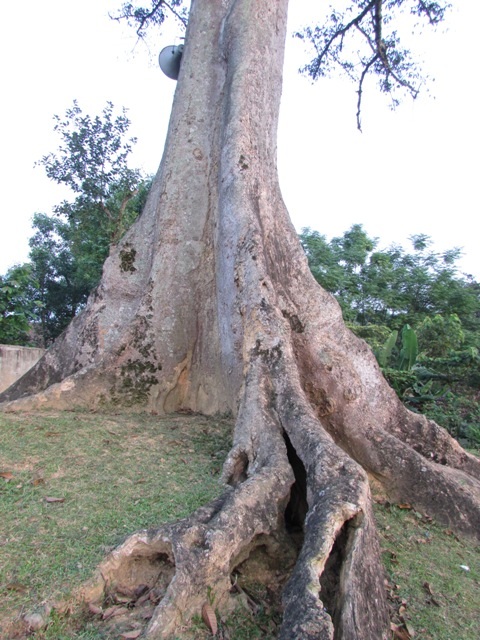 Thân cây rất to với đường kính hơn 2,5m...