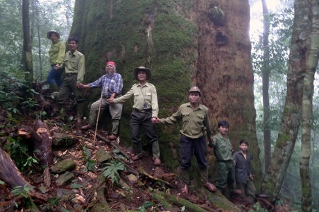 Cây sa mu dầu có đường kính hơn 5,5m phải hàng chục người giang tay mới bao quanh được nó.