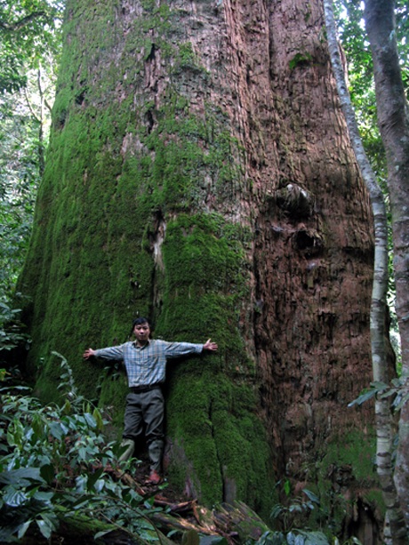 Cây cũng có những tảng rêu mọc...