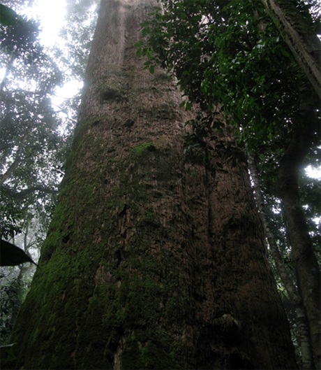 Thân cây cao hơn 70m.