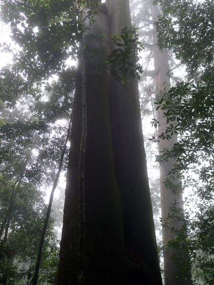 Chiêm ngưỡng cây Sa mu dầu “quý hiếm” hơn 2.000 năm tuổi