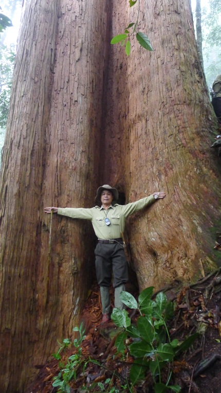 Ông Trần Xuân Cường - PGĐ Vườn quốc gia Pù Mát bên cây Sa mu dầu.