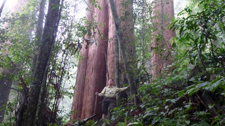 Chiêm ngưỡng cây Sa mu dầu “quý hiếm” hơn 2.000 năm tuổi