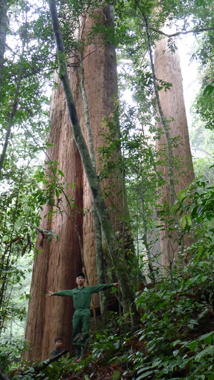Chiêm ngưỡng cây Sa mu dầu “quý hiếm” hơn 2.000 năm tuổi