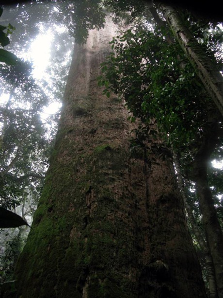 Thân cây cao hơn 70m.
