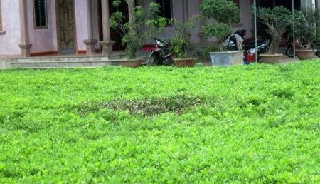 Khu vực vườn lạc nơi phát hiện thi thể anh Trần Văn Điệp.