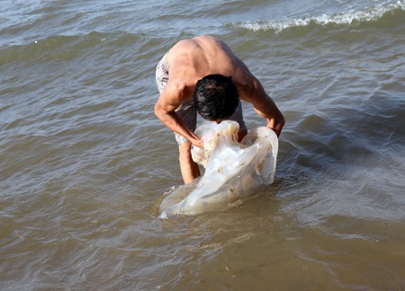 Những con sứa lớn phải đến hai người khiêng. Nhiều con còn tươi được người dân đưa về ăn.