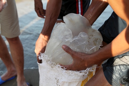 Sứa được ngư dân nhặt bỏ vào bao tải đưa về chế biến thực phẩm.