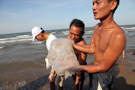 Chiến lợi phẩm từ biển. 