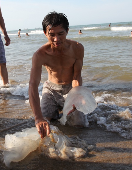Sứa được ngư dân nhặt bỏ vào bao tải đưa về chế biến thực phẩm.