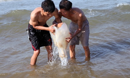 Những con sứa lớn phải đến hai người khiêng. Nhiều con còn tươi được người dân đưa về ăn.