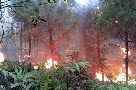 Rừng thông bị thiêu cháy.