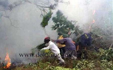 Rừng thông bị thiêu cháy.