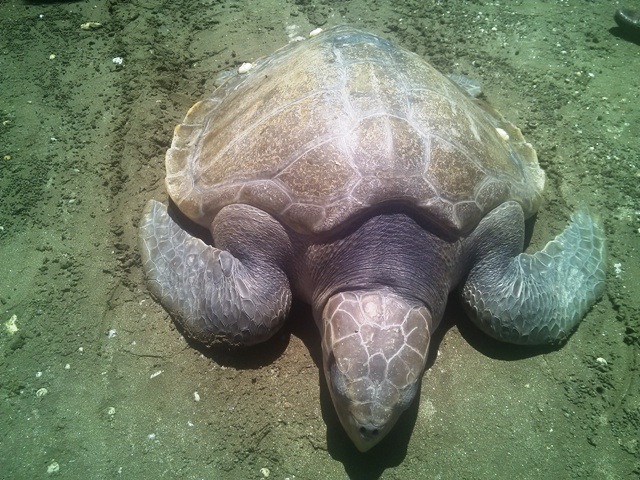 Ngư dân bắt được rùa biển