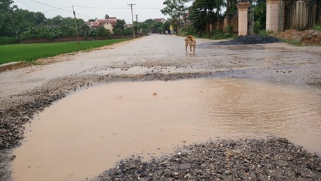 Một ổ voi ở đoạn phía ngoài đội 7.