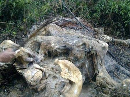 Đàn voi rừng ra phá hoa màu, người dân chỉ biết đứng nhìn không thể xua đuổi nó.