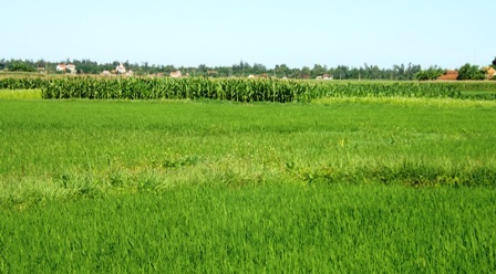 Cánh đồng nơi phát hiện bà Tr. tử vong