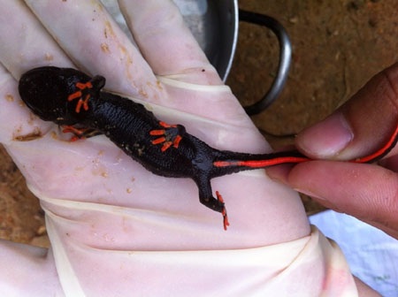 Con cá Cóc có đuôi màu cam, các phần cơ thể đen nhánh