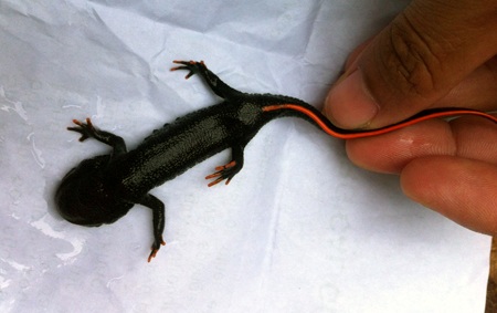 Theo cán bộ Khu bảo tồn thiên nhiên Pù Hoạt thì loại cá Cóc này cần được bảo tồn và rất quý.