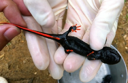 Con cá Cóc có đuôi màu cam, các phần cơ thể đen nhánh