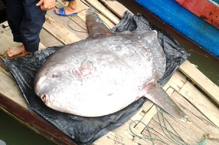 Cá dài 1,4m...
