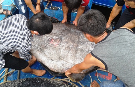 ... nhiều người khiêng mới xuể.