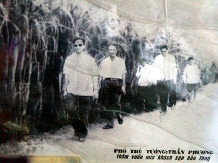 Vườn mía bà Liên trồng để phục vụ được Phó Thủ tướng Trần Phương hồi đó về thăm.