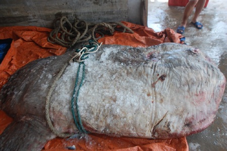 Nguyễn Tình - Nguyễn Duy