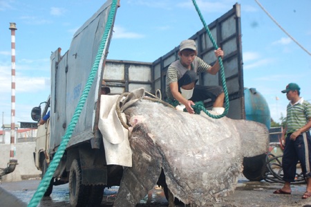 Nguyễn Tình - Nguyễn Duy