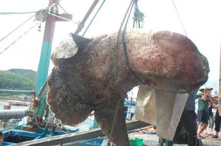 Nguyễn Tình - Nguyễn Duy