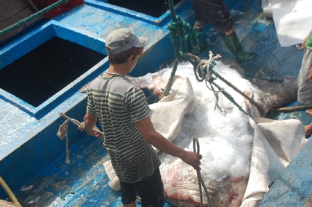 Nguyễn Tình - Nguyễn Duy