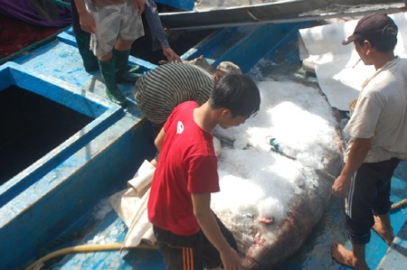 Nguyễn Tình - Nguyễn Duy