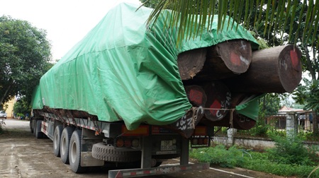 Bắt đoàn xe chở gỗ vượt hơn 300% tải trọng - 3 Lực lượng chức năng tiến hành kiểm tra cân tải trọng xe.