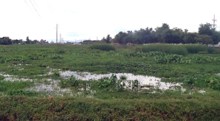 Nước thải chạy ra ngoài cánh đồng khiến bà con nhân dân nơi đây lo lắng.