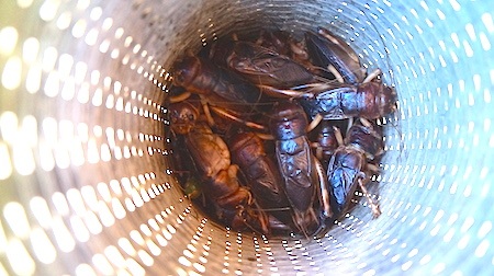 Sản phẩm là những chú dế được em Lương Thị Kim Dung sau gần một buổi chui trong rừng.