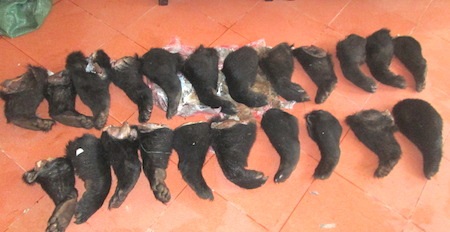 Số chân tay gấu được thu giữ sau khi nữ hành khách phát hiện lực lượng cảnh sát bỏ chạy.