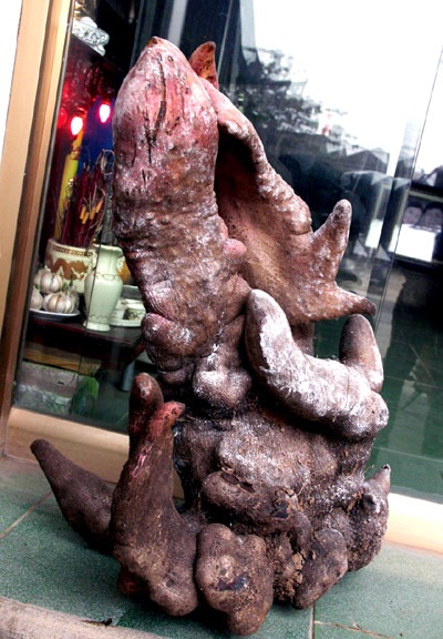 Ngắm củ khoai nặng hơn 20kg có hình thù lạ mắt - 5