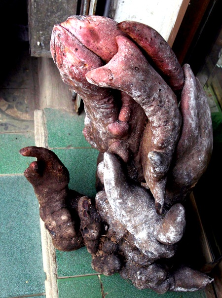 Ngắm củ khoai nặng hơn 20kg có hình thù lạ mắt - 4