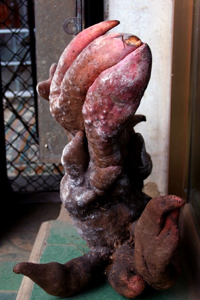 Ngắm củ khoai nặng hơn 20kg có hình thù lạ mắt - 3