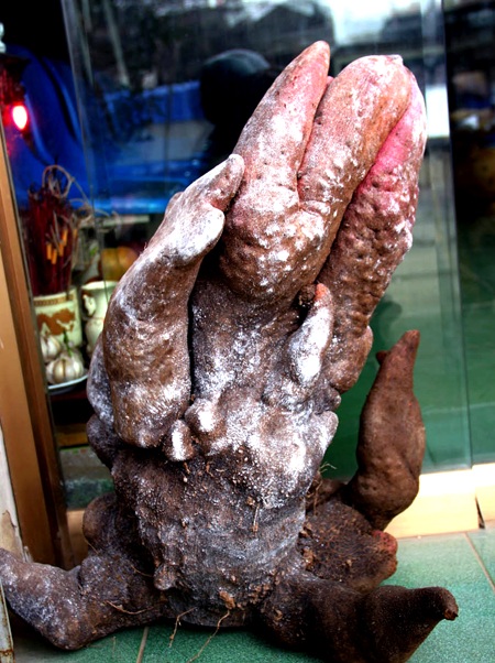 Ngắm củ khoai nặng hơn 20kg có hình thù lạ mắt - 2