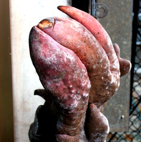 Ngắm củ khoai nặng hơn 20kg có hình thù lạ mắt - 1