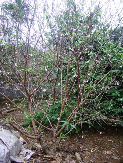 Về thăm làng đào Tết Kim Thành - 4