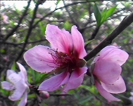 Về thăm làng đào Tết Kim Thành - 5