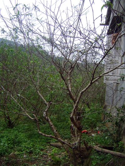 Về thăm làng đào Tết Kim Thành - 2