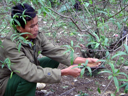 Về thăm làng đào Tết Kim Thành - 3