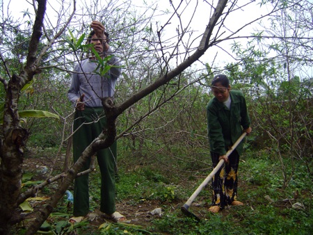 Về thăm làng đào Tết Kim Thành - 1