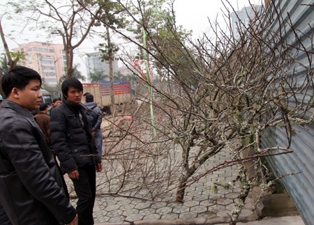 Đào Lào vừa xuống phố đã được trả giá chục triệu - 6