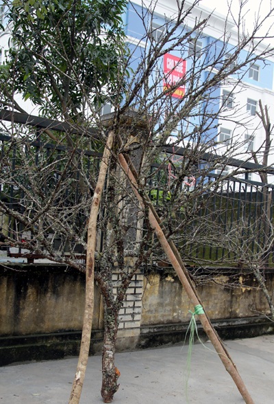 Đào Lào vừa xuống phố đã được trả giá chục triệu - 4