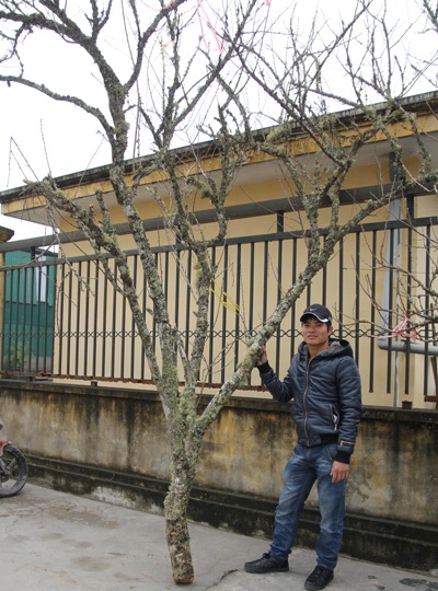 Đào Lào vừa xuống phố đã được trả giá chục triệu - 2